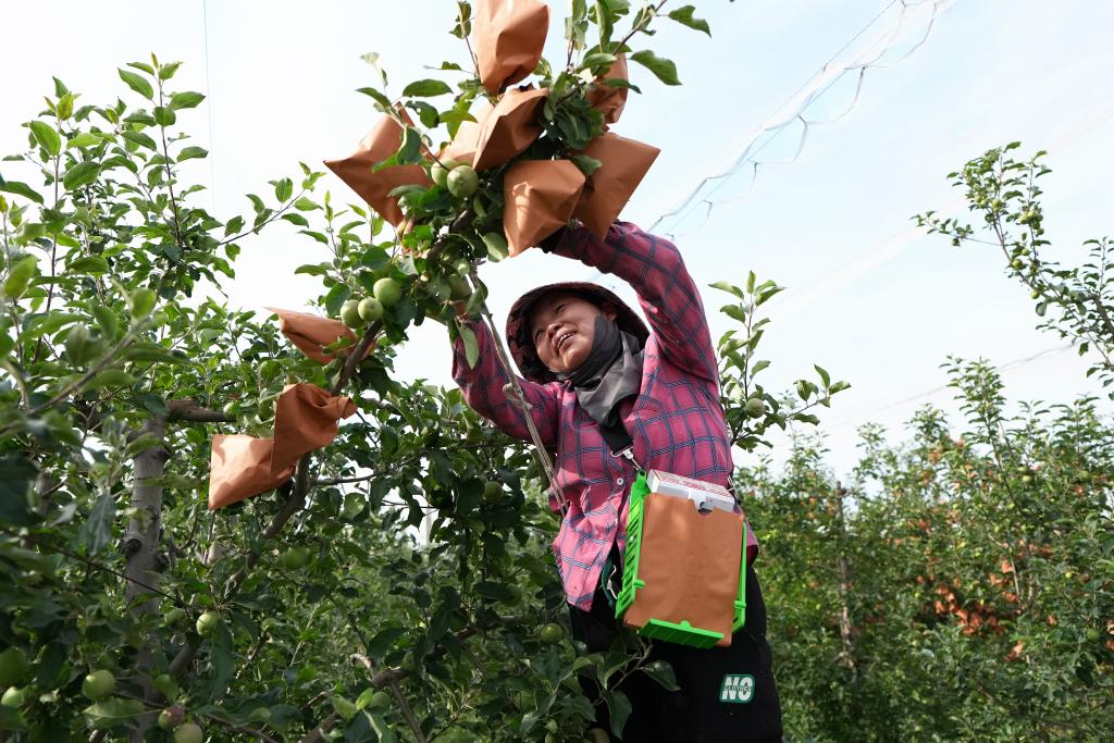 陕西白水:苹果试验站铺就“致富路”