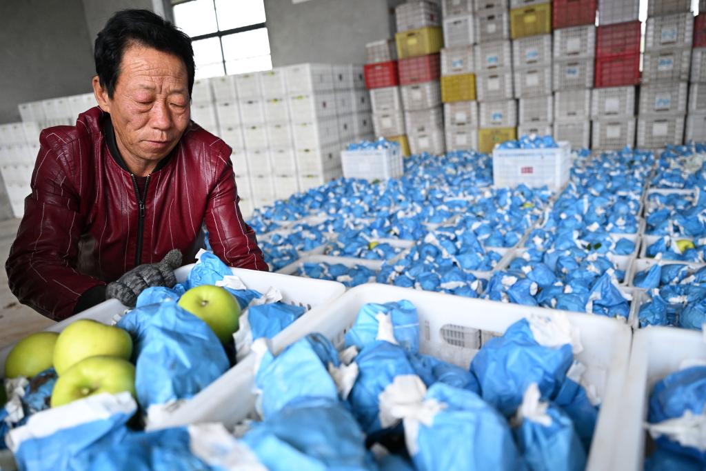 陕西白水:苹果试验站铺就“致富路”