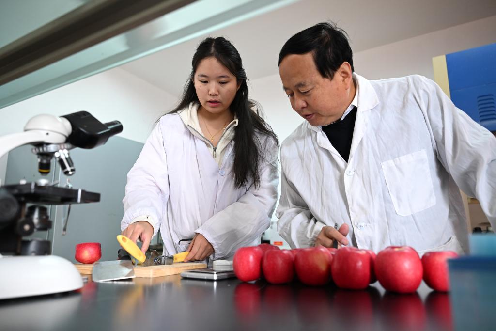 陕西白水:苹果试验站铺就“致富路”