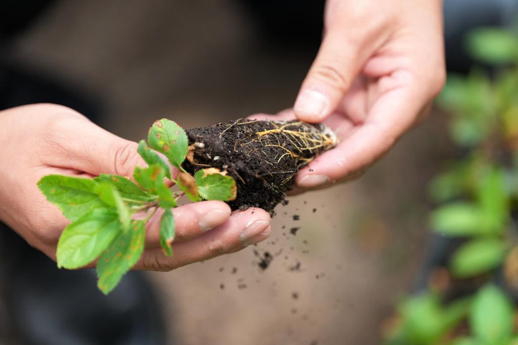 陕西白水:苹果试验站铺就“致富路”