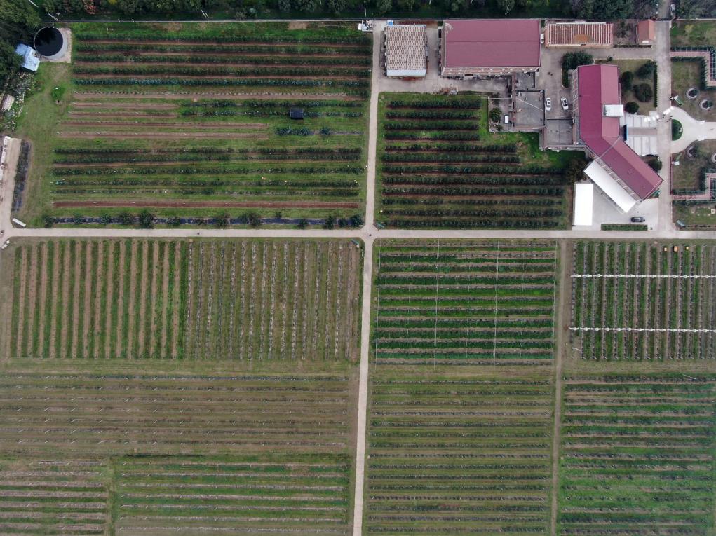 陕西白水:苹果试验站铺就“致富路”