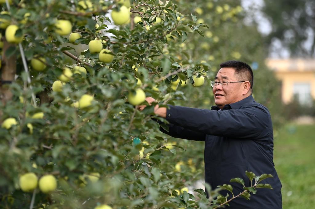 陕西白水:苹果试验站铺就“致富路”