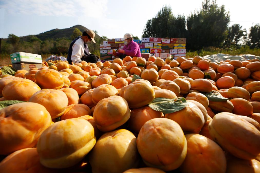 “红灯笼”下话振兴——“柿子沟”丰收一线见闻