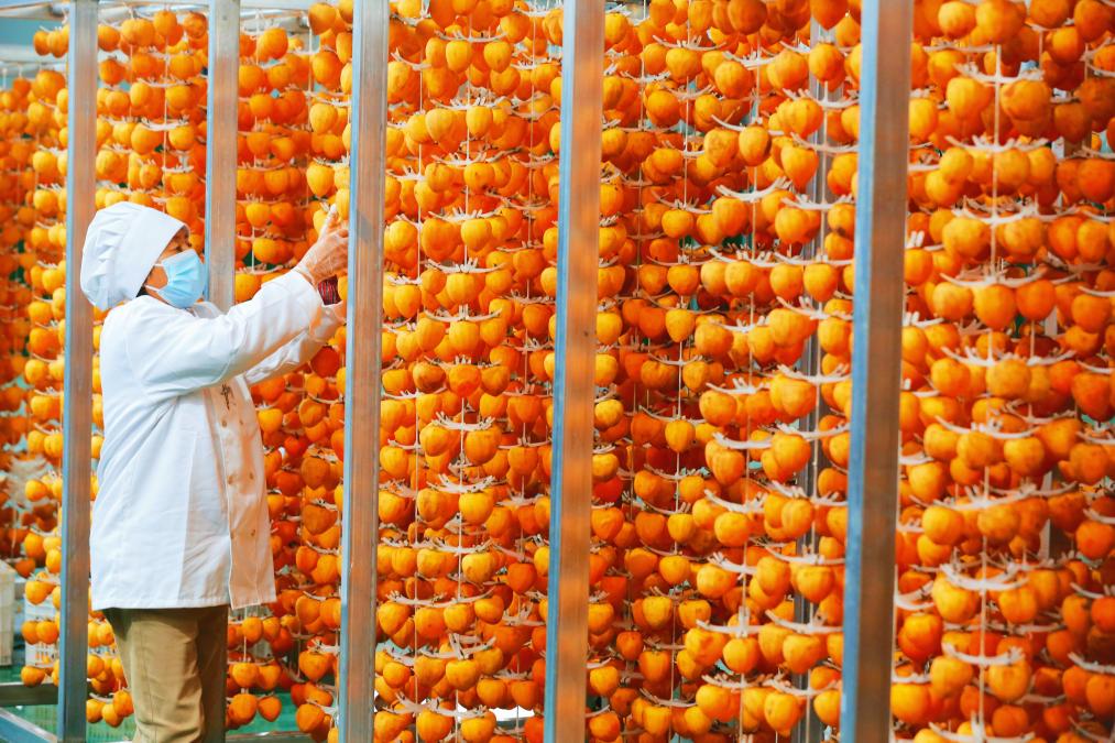 “红灯笼”下话振兴——“柿子沟”丰收一线见闻