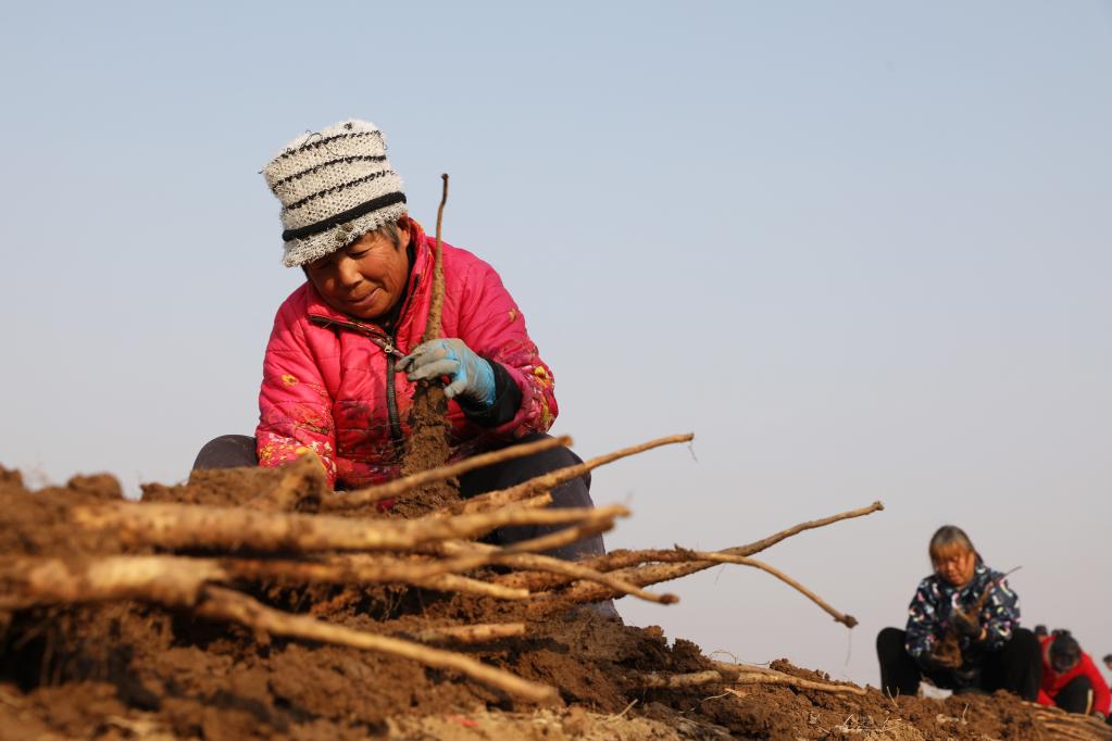 河南温县:铁棍山药产业助农增收