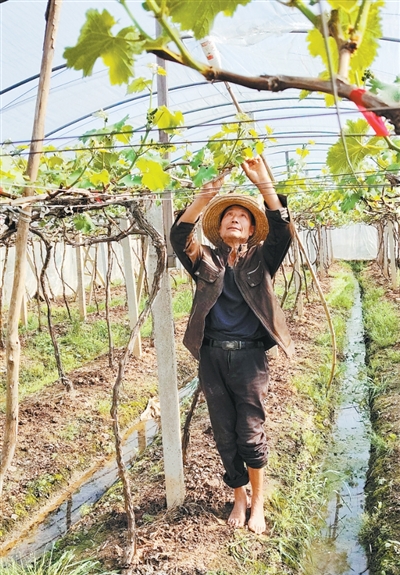 350余株葡萄苗串起两家人“向上人生”