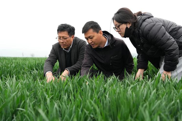 陕西陇县:小麦科技小院助力乡村振兴