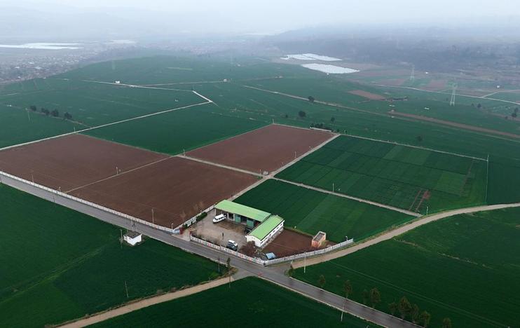 陕西陇县:小麦科技小院助力乡村振兴