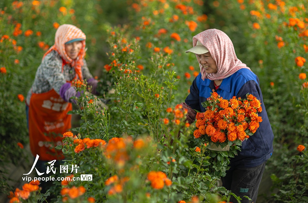 甘肃张掖：“鲜花经济”助力乡村振兴