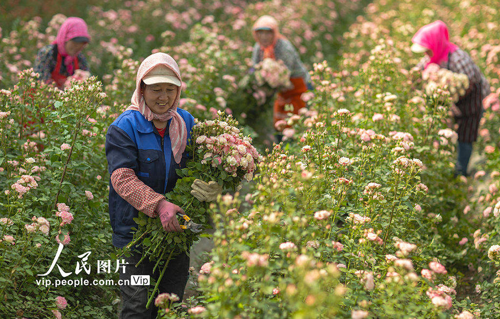 甘肃张掖：“鲜花经济”助力乡村振兴【4】