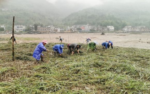 “蔚海行动”启动：蚂蚁森林等捐资支持滨海湿地生态修复