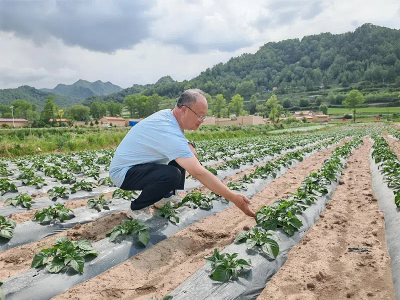 青春华章·重走西北角｜三代科研人接力六十载，马铃薯田育出富民路