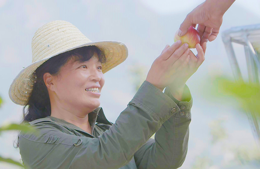 一颗苹果的“成长”,一座县城的温度 果农采摘苹果。承德嘉沃生态农业科技有限公司供图