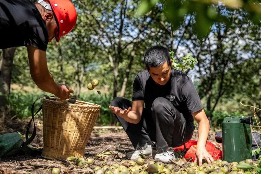 云南永平:核桃树下的增收路