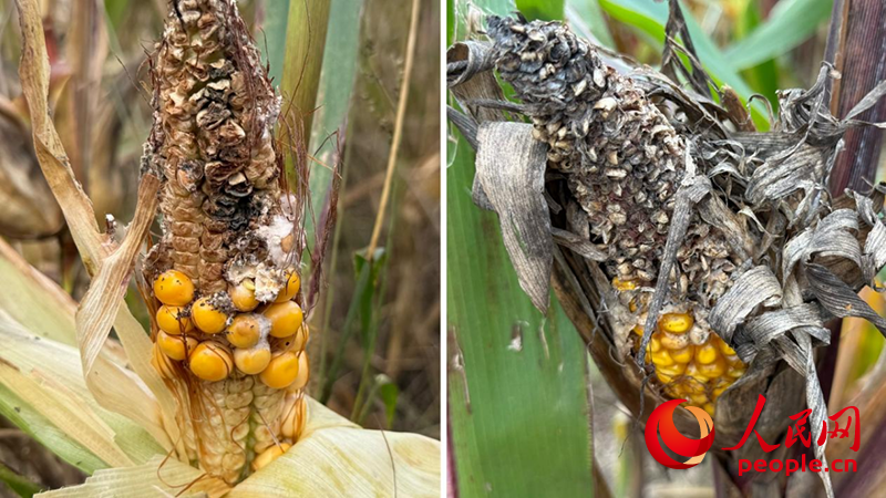 秋收困境透视农业抗灾短板 10月23日,在山西运城万荣县裴庄镇,田里的玉米发生霉变。人民网记者 段思齐摄