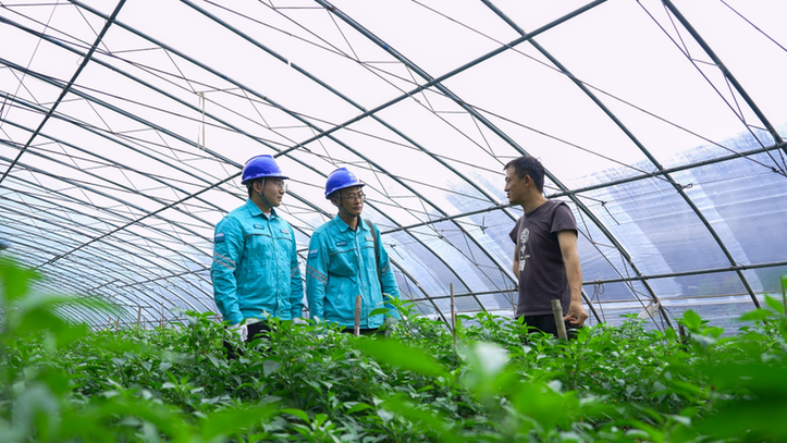 山东胶州:小辣椒串起乡村振兴“增收链”