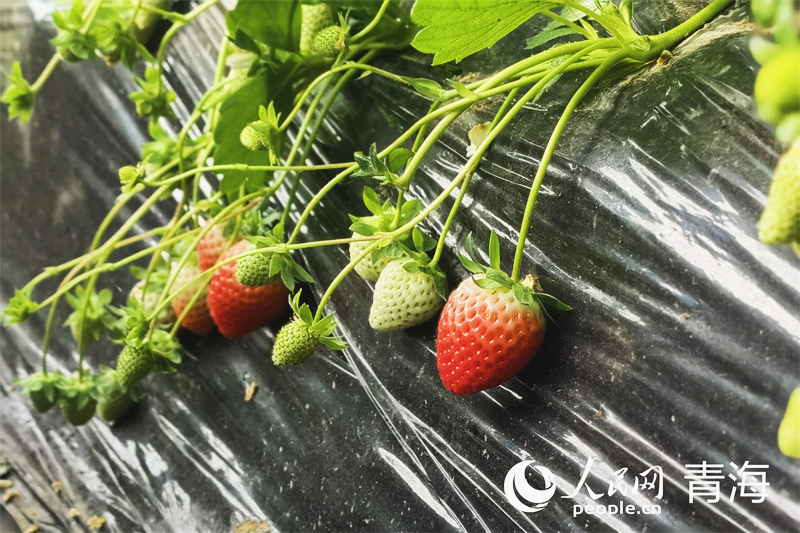 家门口的草莓棚,润了生活富了乡邻