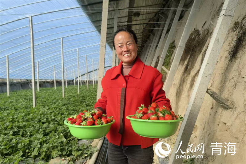 家门口的草莓棚,润了生活富了乡邻