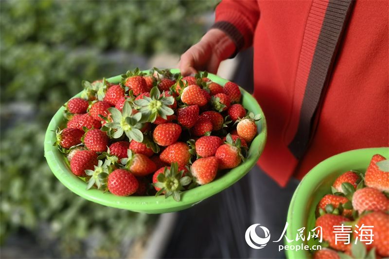 家门口的草莓棚,润了生活富了乡邻