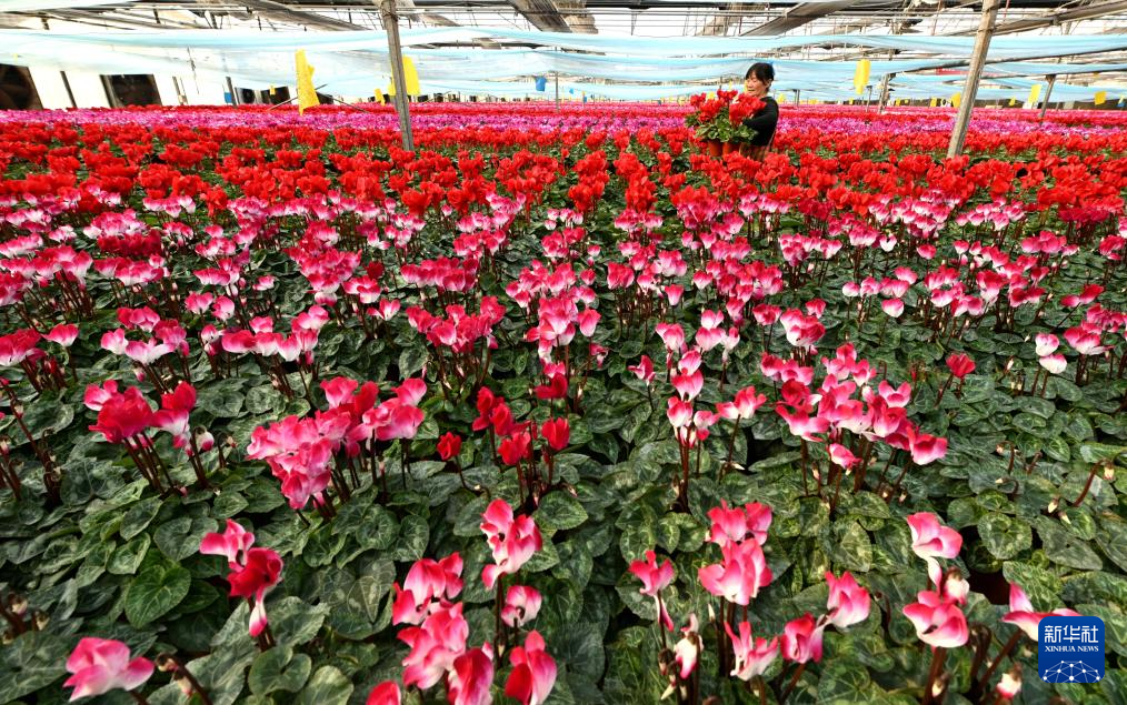 “鲜花经济”助增收