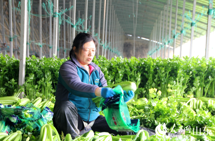 工人们在收割芹菜。人民网记者 宋翠摄