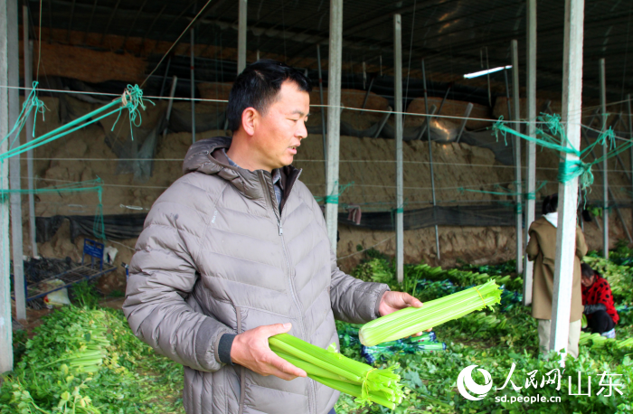 种植户刘自格介绍芹菜的特点。人民网记者 宋翠摄
