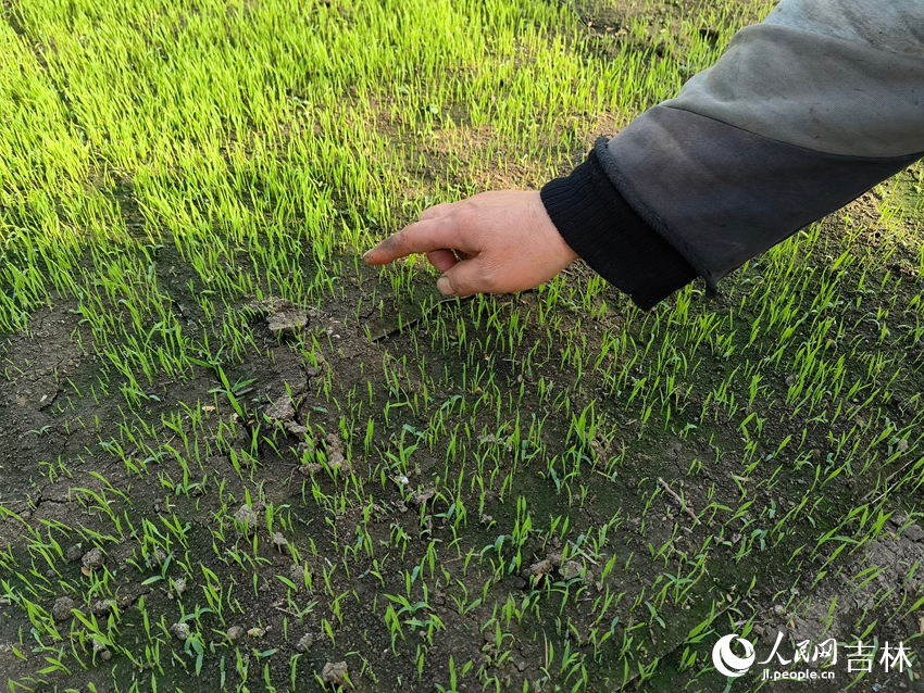 传统土育苗易形成“硬盖”，影响秧苗出土和生长。人民网记者 马俊华摄