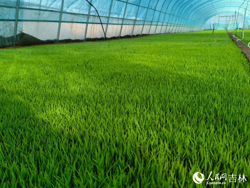 镇赉县农丰种养殖家庭农场水稻秧苗喜人。人民网记者 马俊华摄