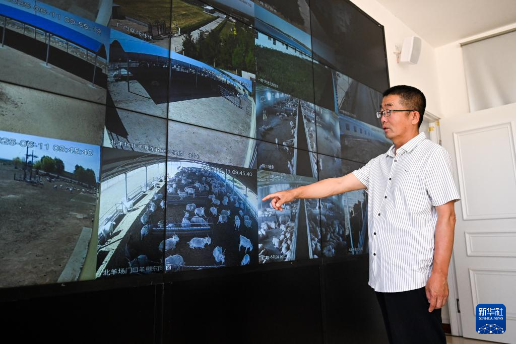 内蒙古鄂托克旗:绒山羊养殖助力乡村振兴