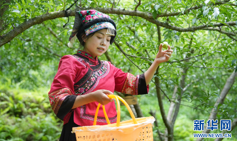 乡味｜独一无二的“甜蜜名片” 一颗小李子带动十亿大产业