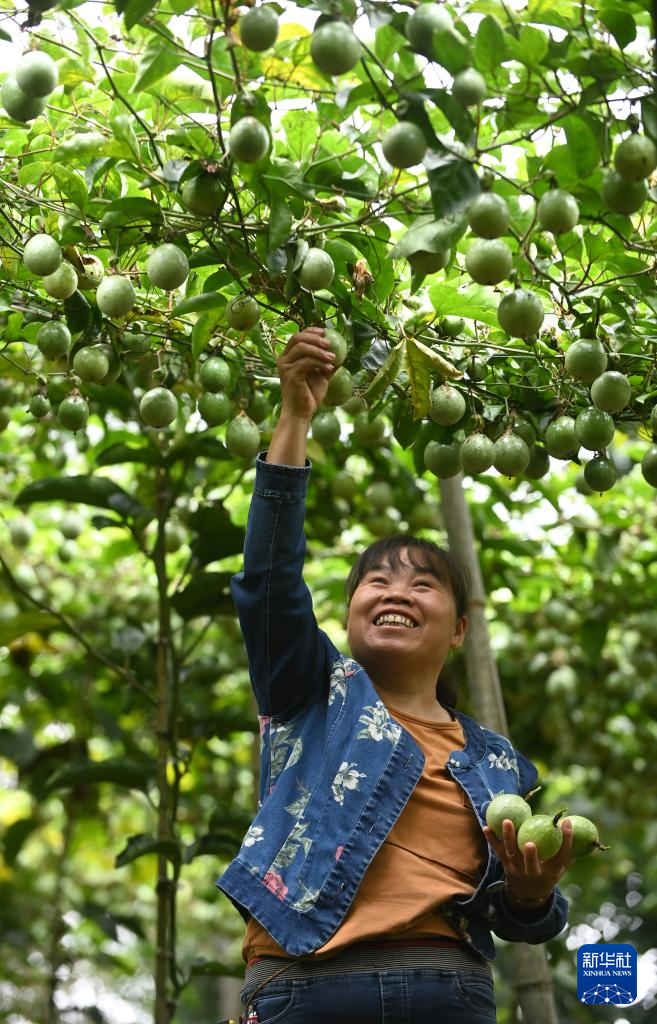 广西龙胜：百香果种成致富果