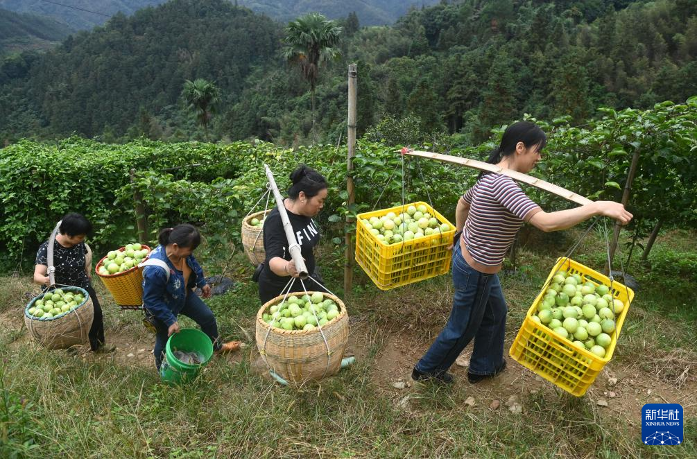 广西龙胜：百香果种成致富果