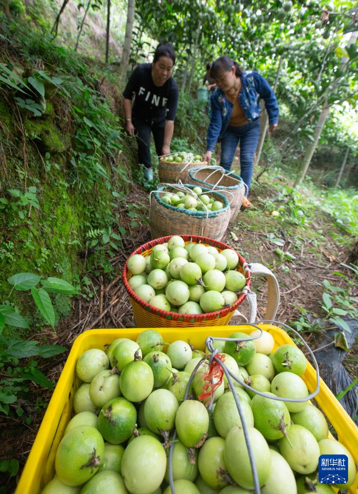 广西龙胜：百香果种成致富果