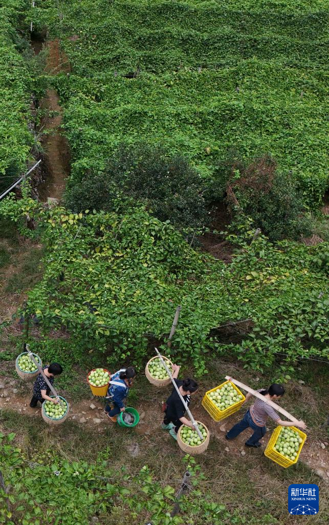 广西龙胜：百香果种成致富果