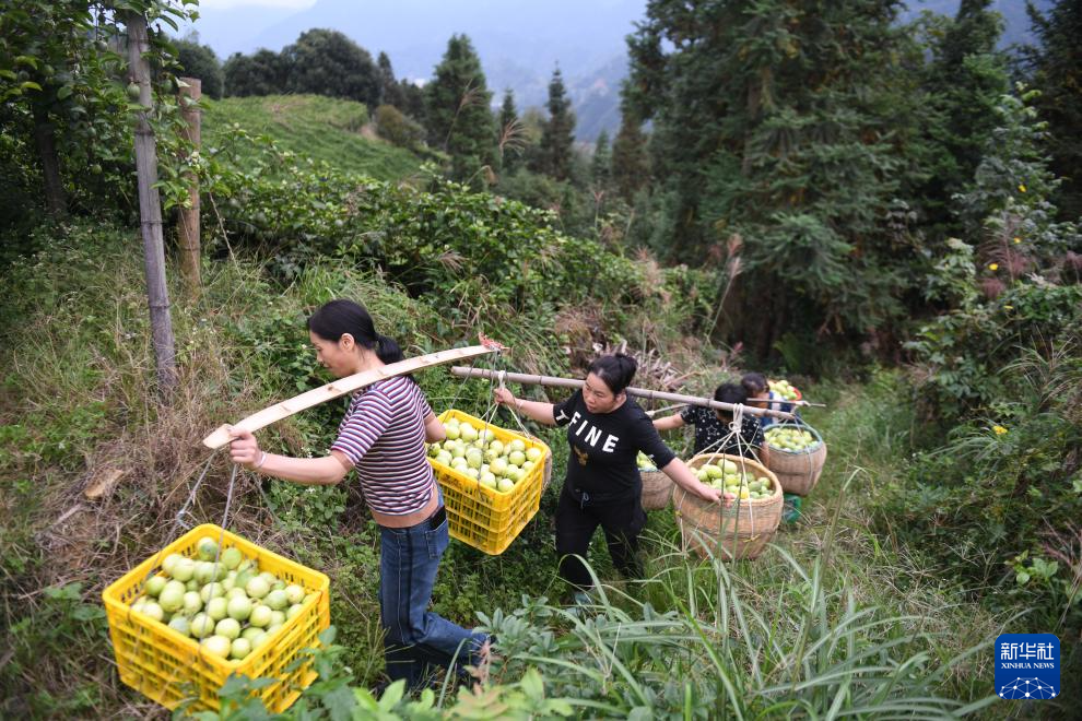 广西龙胜：百香果种成致富果