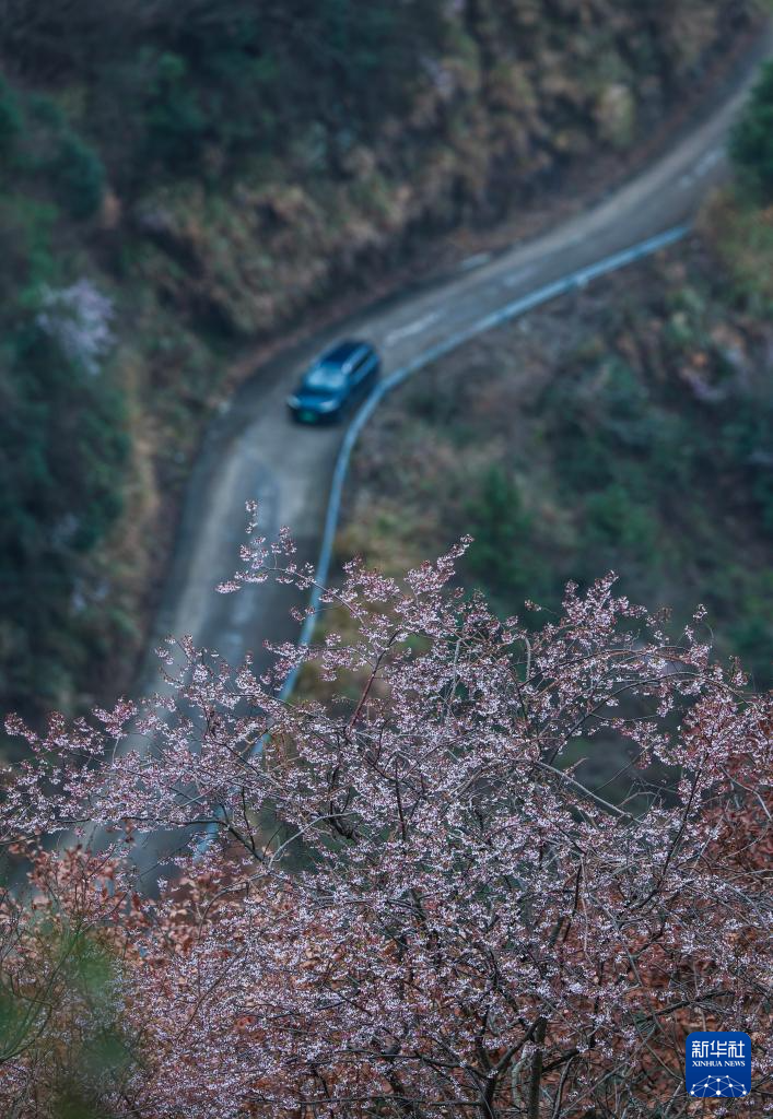 山乡万亩山花迎春来 特色美景助力乡村共富