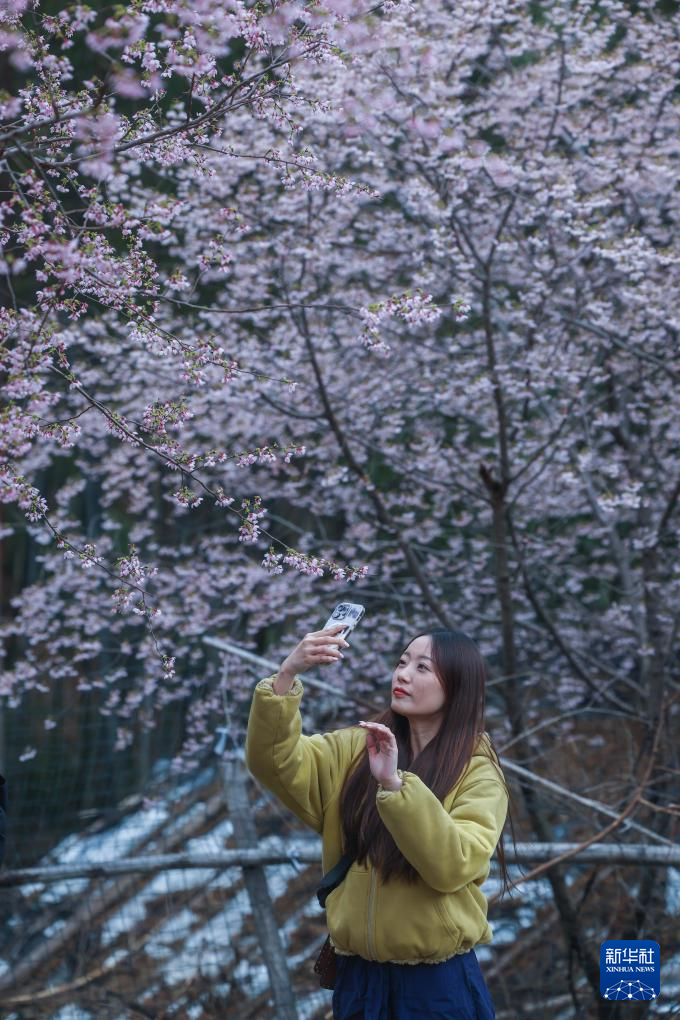 山乡万亩山花迎春来 特色美景助力乡村共富