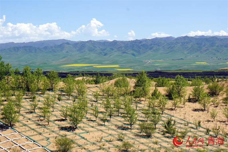 行进中国|三十年,一捧沙到一片林 青海贵南木格滩治沙区。人民网 顾斐菲摄