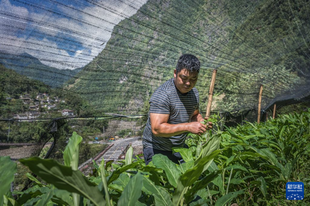 怒江峡谷间种出的“致富果”